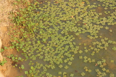 Marsilea minuta